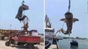 怒了！濒危物种鲸鲨被捕宰杀 更是被贱卖2.5元1斤